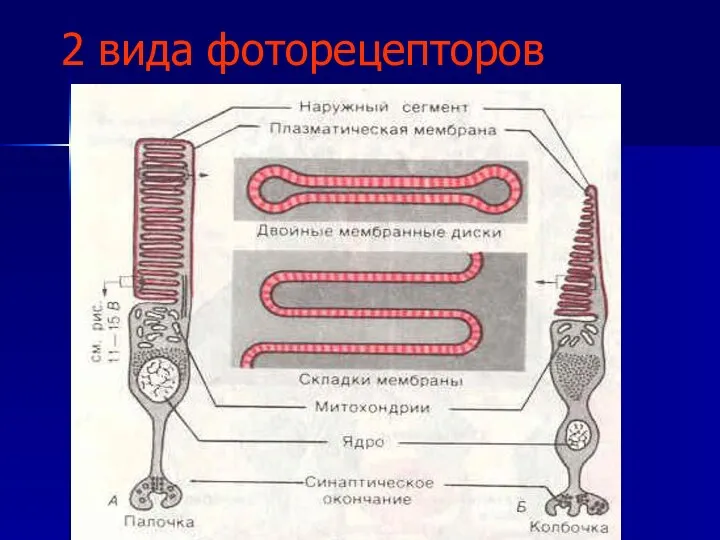 2 вида фоторецепторов