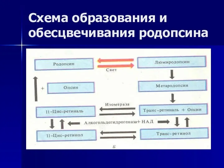 Схема образования и обесцвечивания родопсина