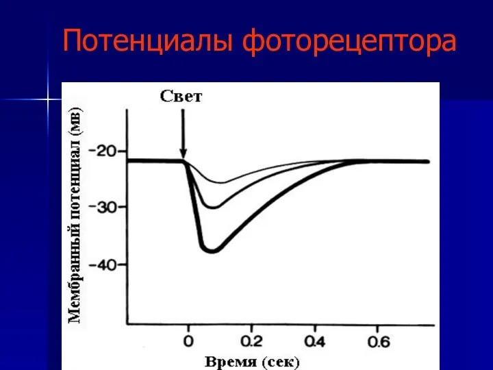 Потенциалы фоторецептора