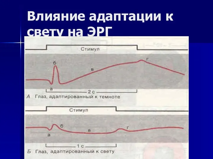 Влияние адаптации к свету на ЭРГ