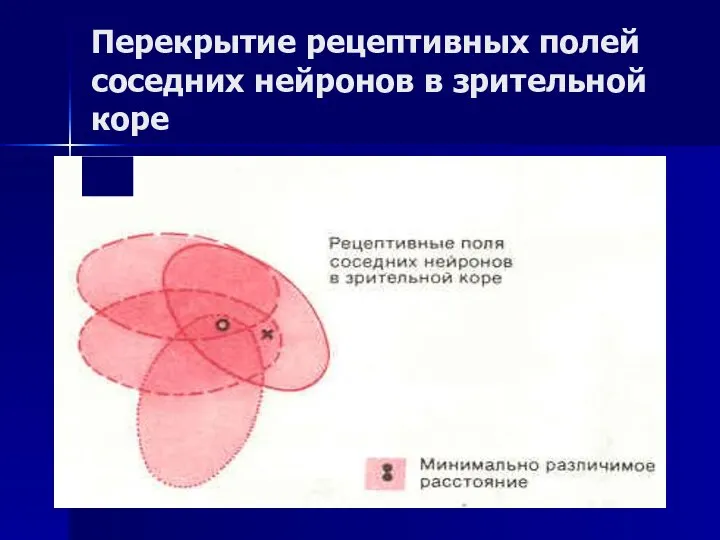 Перекрытие рецептивных полей соседних нейронов в зрительной коре