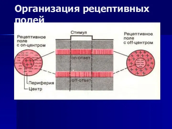 Организация рецептивных полей