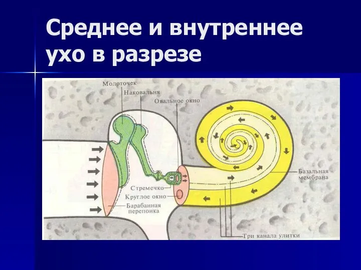 Среднее и внутреннее ухо в разрезе