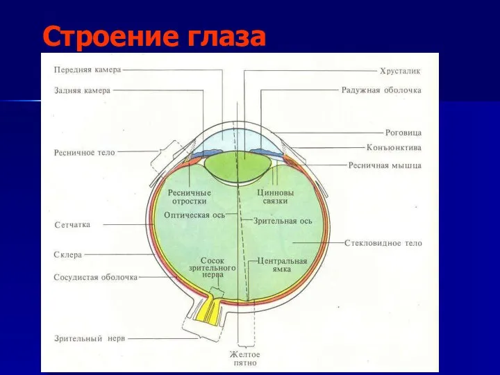 Строение глаза