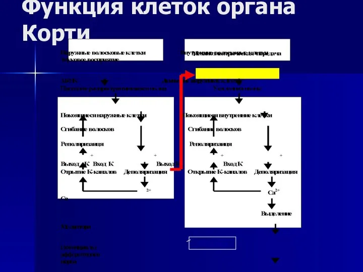 Функция клеток органа Корти Глутамат