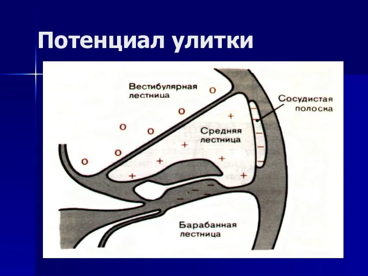 Потенциал улитки