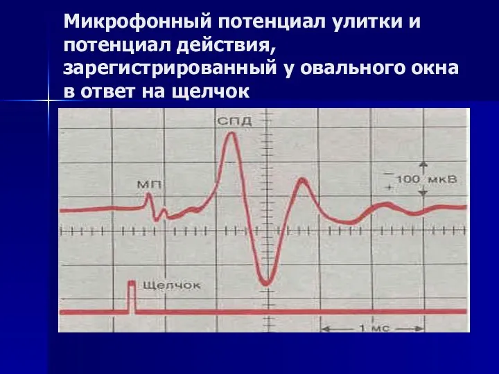 Микрофонный потенциал улитки и потенциал действия, зарегистрированный у овального окна в ответ на щелчок