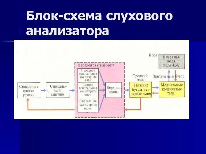 Блок-схема слухового анализатора