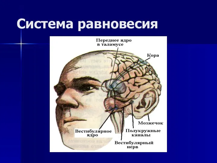 Система равновесия