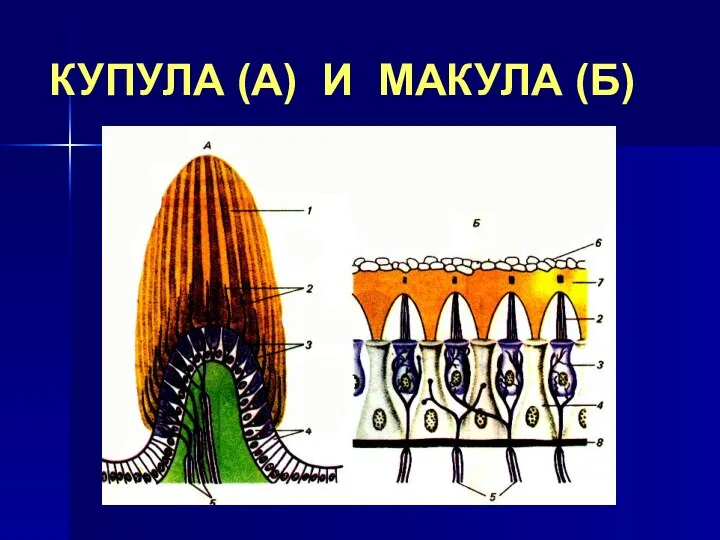 КУПУЛА (А) И МАКУЛА (Б)