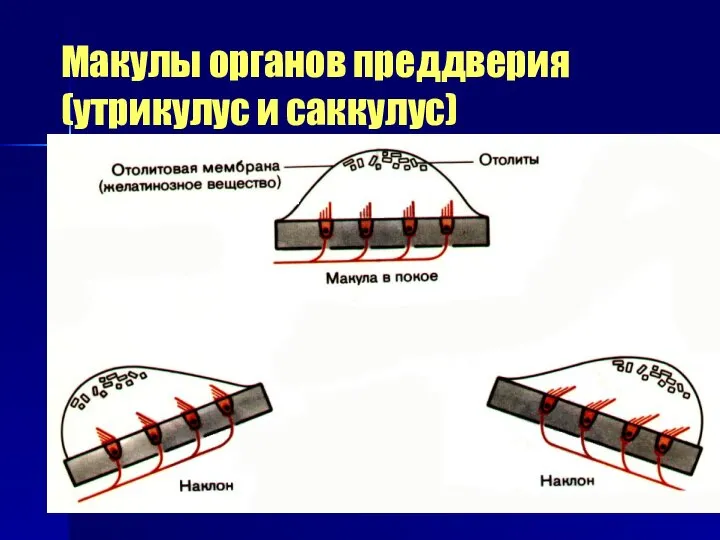 Макулы органов преддверия (утрикулус и саккулус)