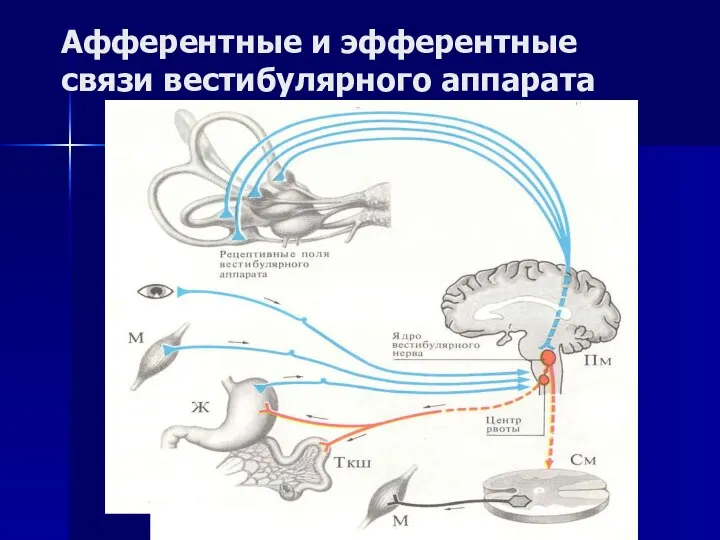 Афферентные и эфферентные связи вестибулярного аппарата