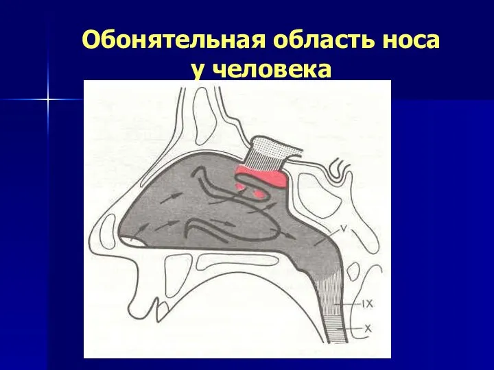 Обонятельная область носа у человека