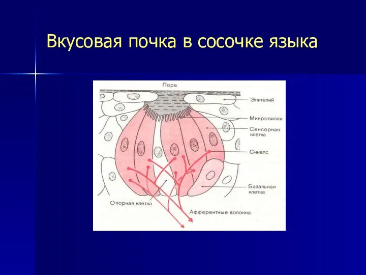 Вкусовая почка в сосочке языка