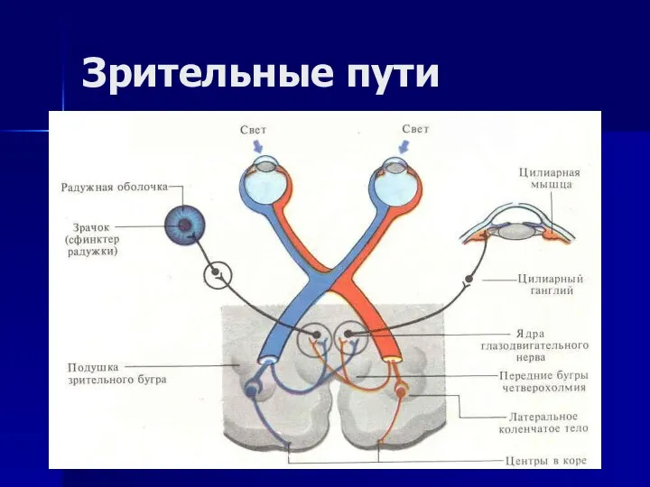 Зрительные пути