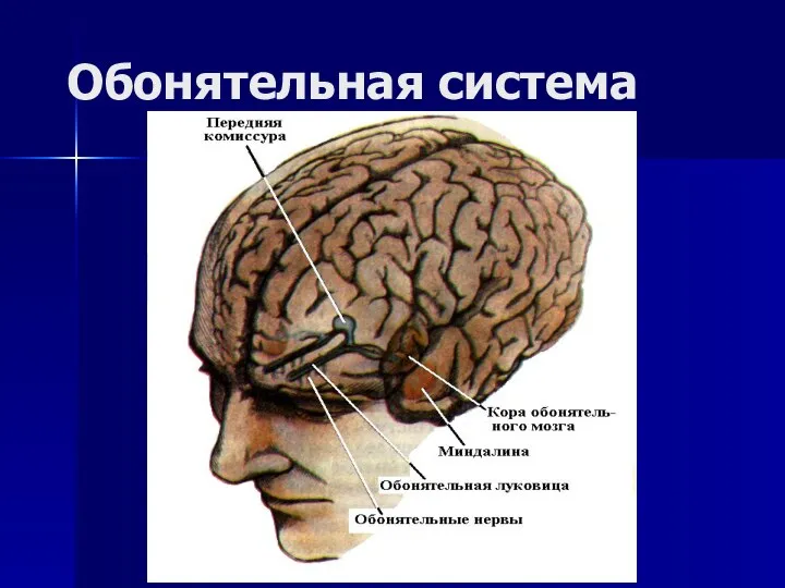 Обонятельная система