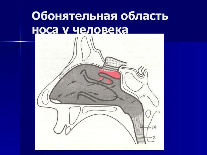 Обонятельная область носа у человека