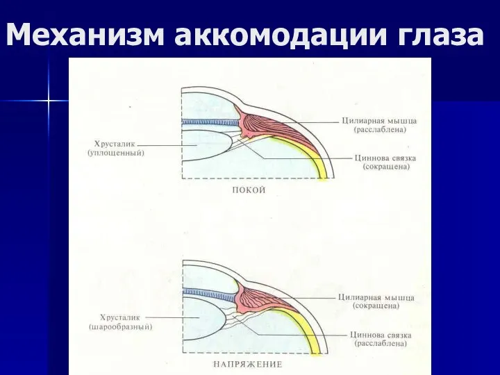 Механизм аккомодации глаза