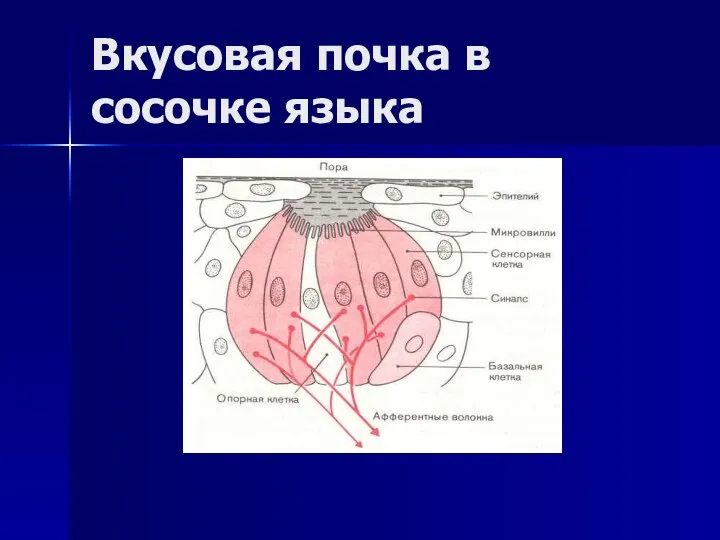 Вкусовая почка в сосочке языка