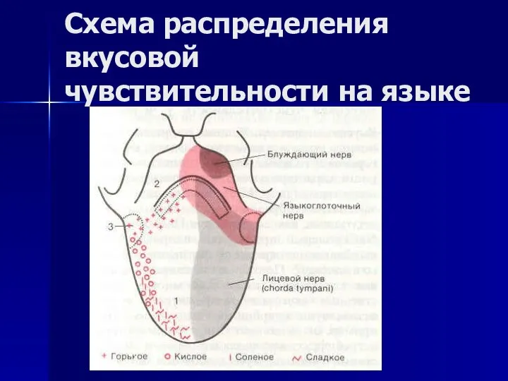 Схема распределения вкусовой чувствительности на языке