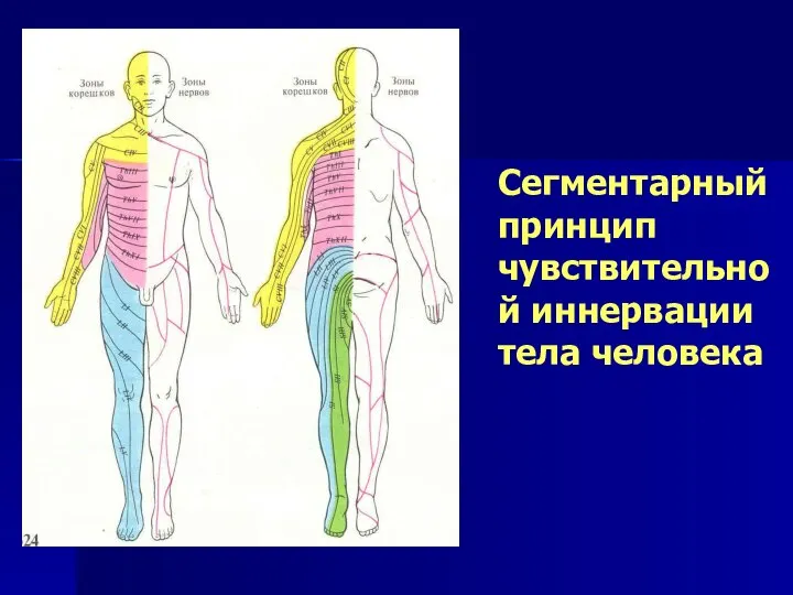 Сегментарный принцип чувствительной иннервации тела человека