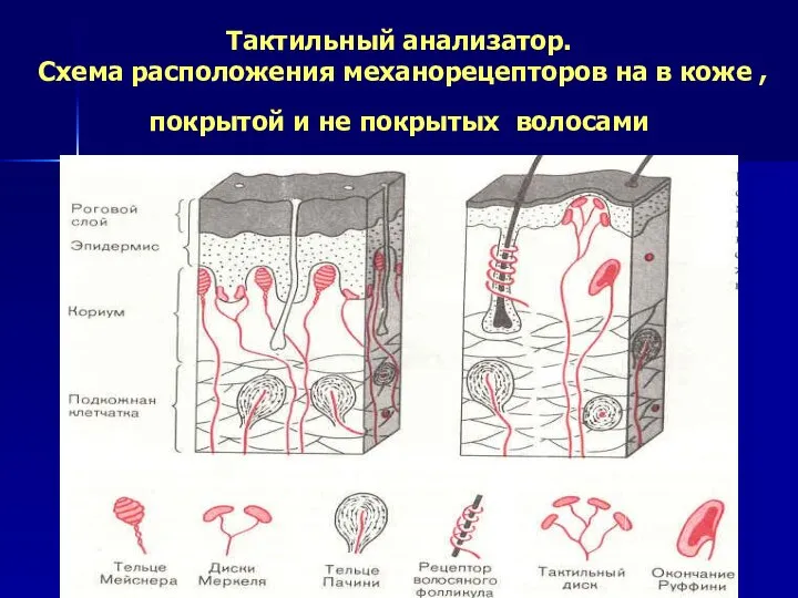 Тактильный анализатор. Схема расположения механорецепторов на в коже , покрытой и не покрытых волосами