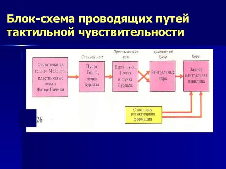 Блок-схема проводящих путей тактильной чувствительности