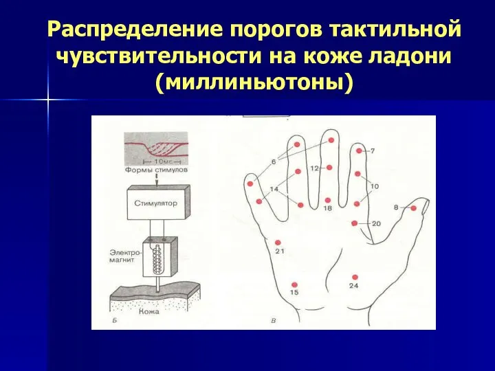 Распределение порогов тактильной чувствительности на коже ладони (миллиньютоны)