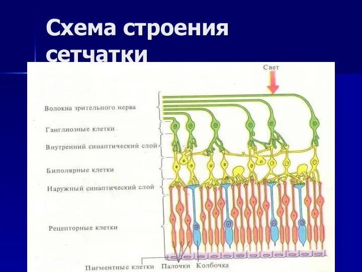 Схема строения сетчатки