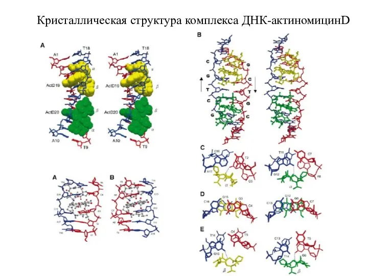 Кристаллическая структура комплекса ДНК-актиномицинD