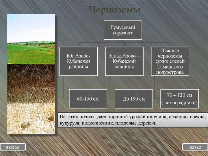 Черноземы выход назад На этих почвах дает хороший урожай пшеница, сахарная свекла, кукуруза, подсолнечник, плодовые деревья.