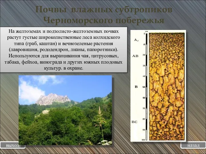Почвы влажных субтропиков Черноморского побережья выход назад На желтоземах и подзолисто-желтоземных почвах