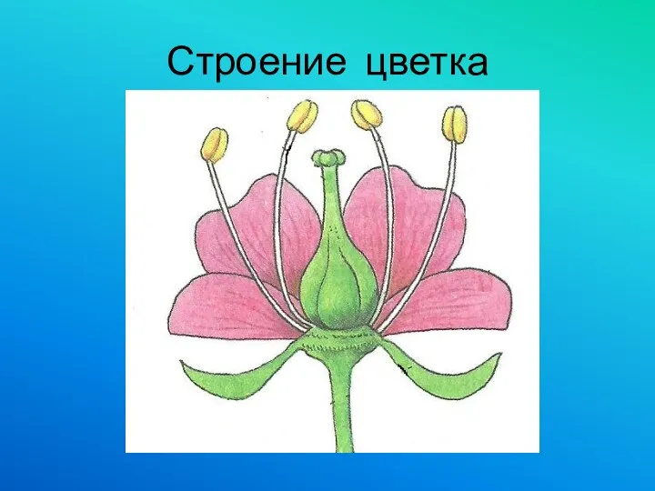 Строение цветка