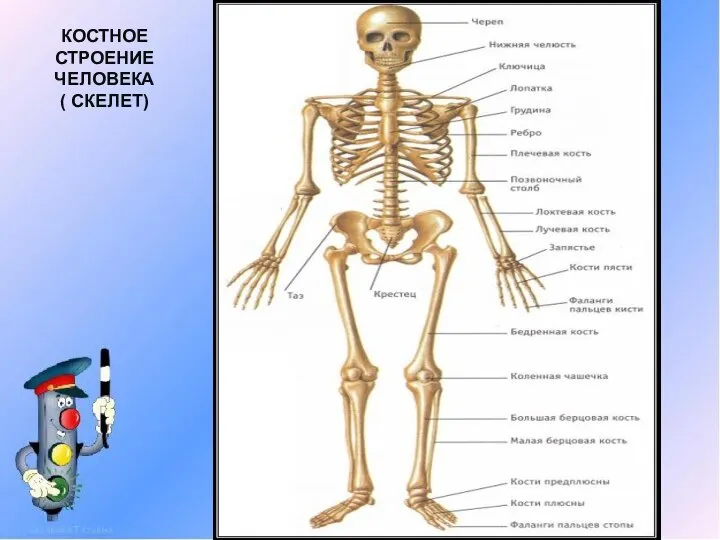 КОСТНОЕ СТРОЕНИЕ ЧЕЛОВЕКА ( СКЕЛЕТ)