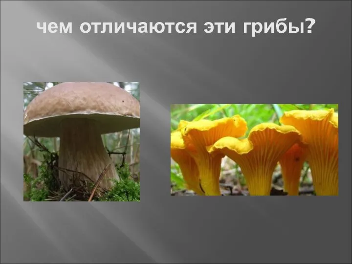 чем отличаются эти грибы?