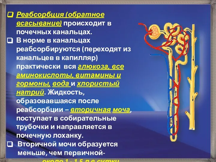 Реабсорбция (обратное всасывание) происходит в почечных канальцах. В норме в канальцах реабсорбируются