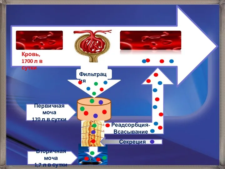 Реадсорбция- Всасывание Первичная моча 170 л в сутки Вторичная моча 1,7 л в сутки