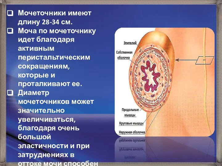 Мочеточники имеют длину 28-34 см. Моча по мочеточнику идет благодаря активным перистальтическим