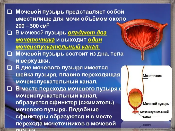 Мочевой пузырь представляет собой вместилище для мочи объёмом около 200 – 300