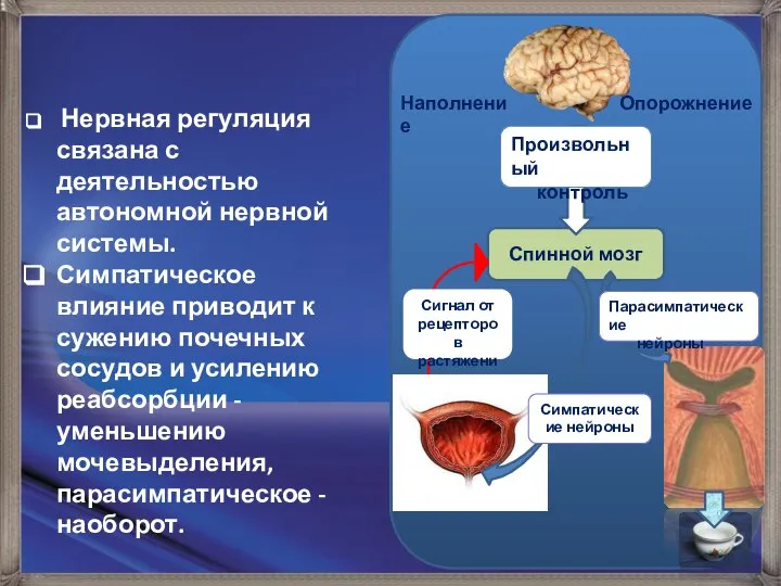 Наполнение Опорожнение Спинной мозг Сигнал от рецепторов растяжения Произвольный контроль Парасимпатические нейроны