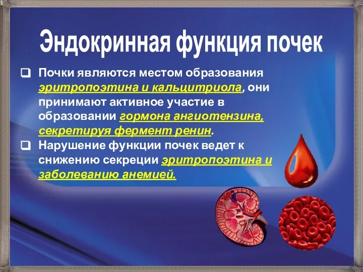 Эндокринная функция почек Почки являются местом образования эритропоэтина и кальцитриола, они принимают