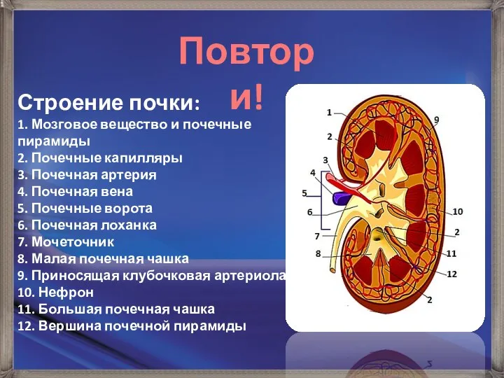 Строение почки: 1. Мозговое вещество и почечные пирамиды 2. Почечные капилляры 3.