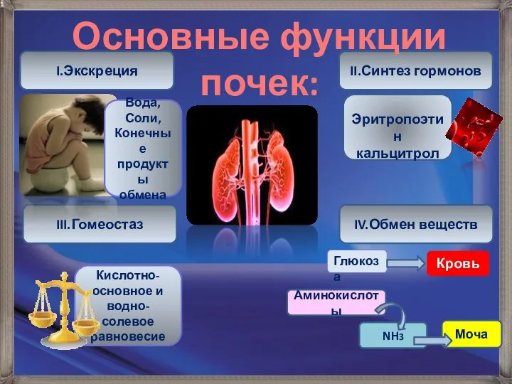 I.Экскреция III.Гомеостаз II.Синтез гормонов IV.Обмен веществ Вода, Соли, Конечные продукты обмена Кислотно-основное