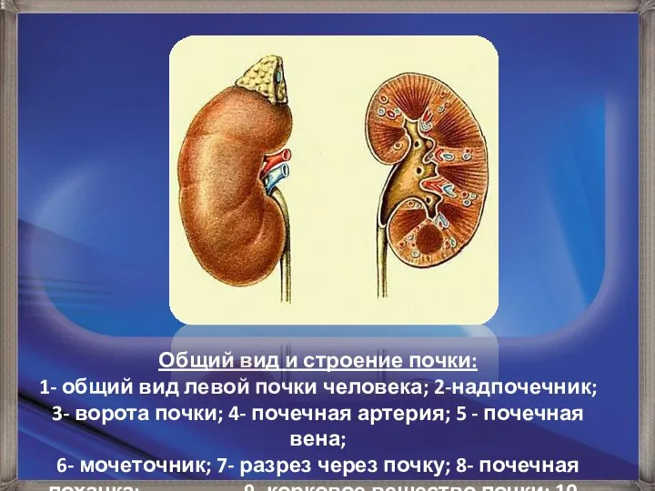 Общий вид и строение почки: 1- общий вид левой почки человека; 2-надпочечник;