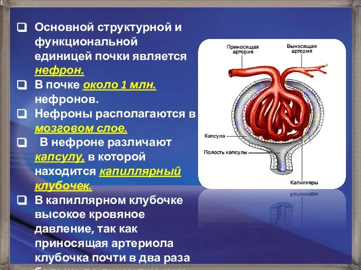 Основной структурной и функциональной единицей почки является нефрон. В почке около 1