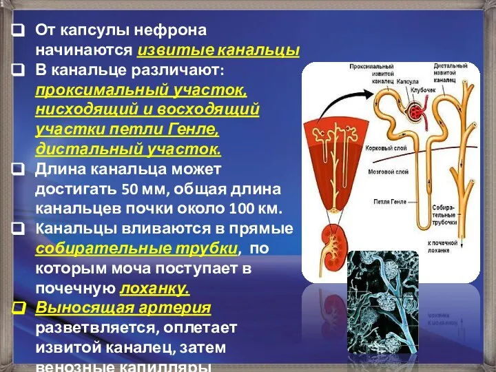 От капсулы нефрона начинаются извитые канальцы В канальце различают: проксимальный участок, нисходящий