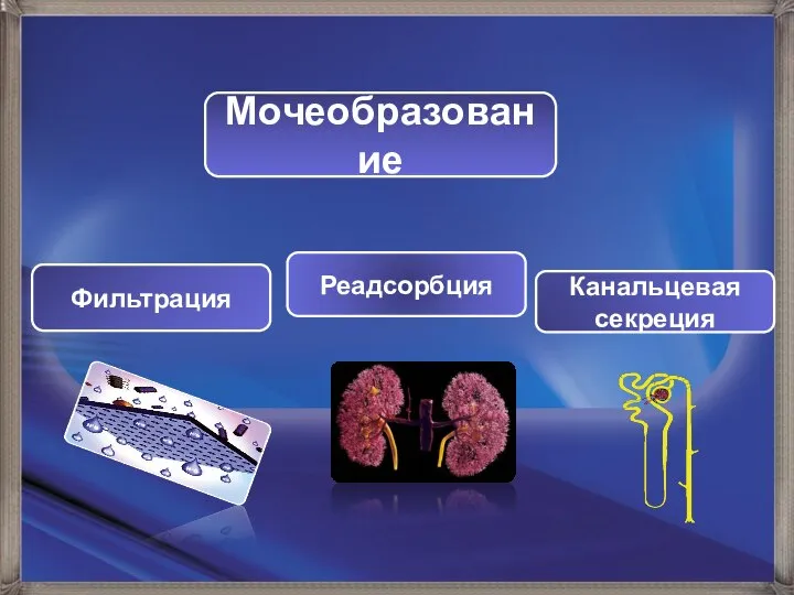 Мочеобразование Фильтрация Реадсорбция Канальцевая секреция