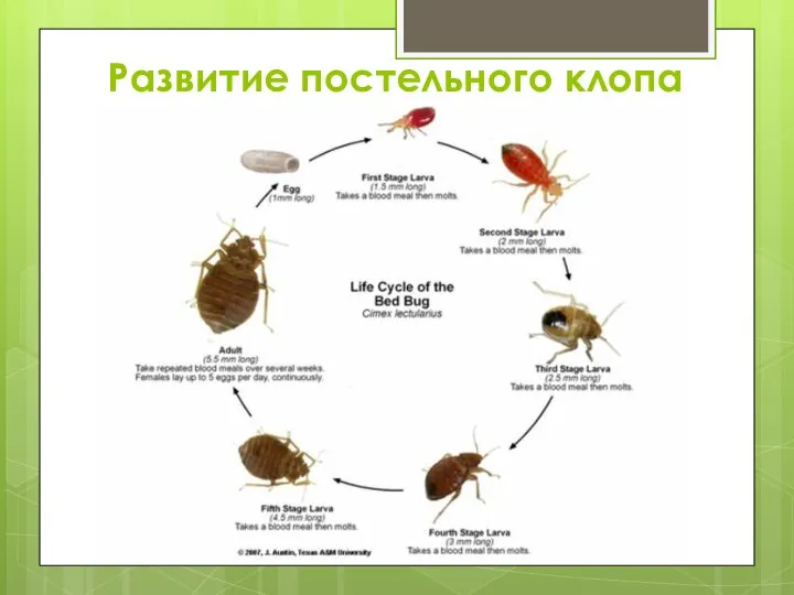 Развитие постельного клопа