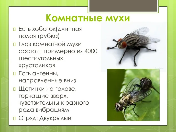 Комнатные мухи Есть хоботок(длинная полая трубка) Глаз комнатной мухи состоит примерно из