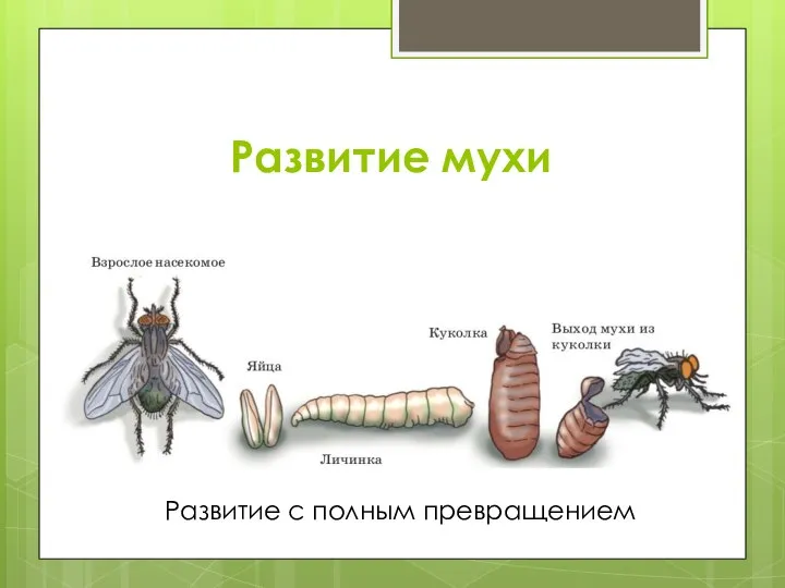 Развитие мухи Развитие с полным превращением